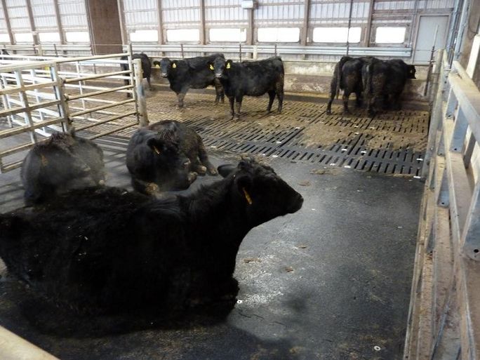 cattle rubber 7(001).jpg